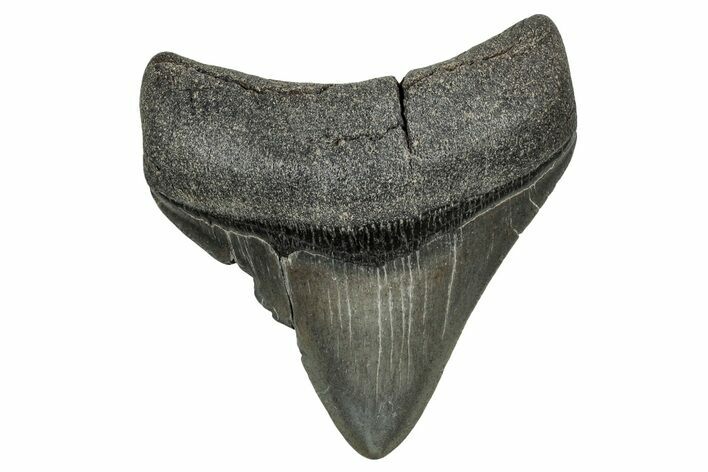 , Fossil Megalodon Tooth - Georgia #338778